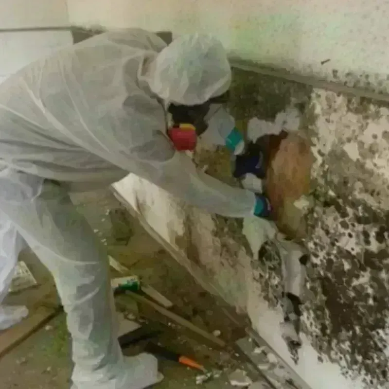 Mold Remediation and Removal in Kankakee, IL